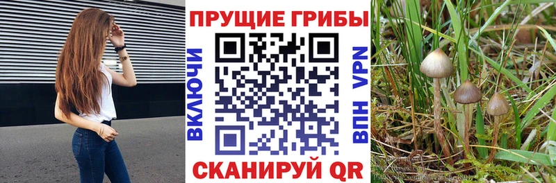 Псилоцибиновые грибы MAGIC MUSHROOMS  купить наркотики сайты  Кораблино 